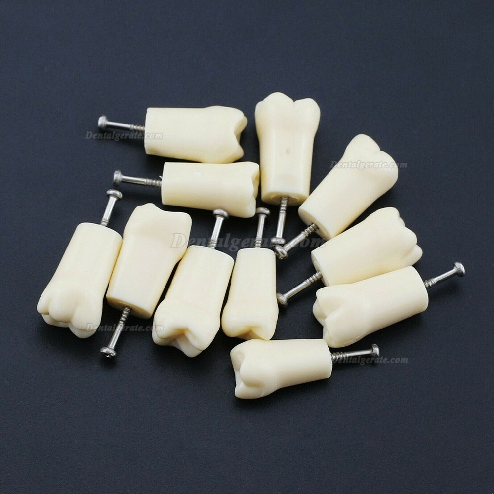 Dental Z&auml;hne Modell Typodont M8024/M8025 Kompatibel Nissin Kilgore 200